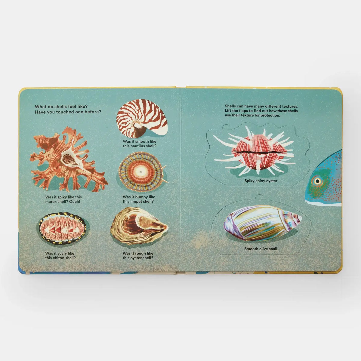 Shells... And What They Hide Inside