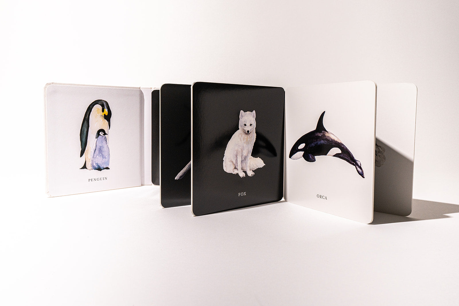 Baby's Black and White Contrast Board Book