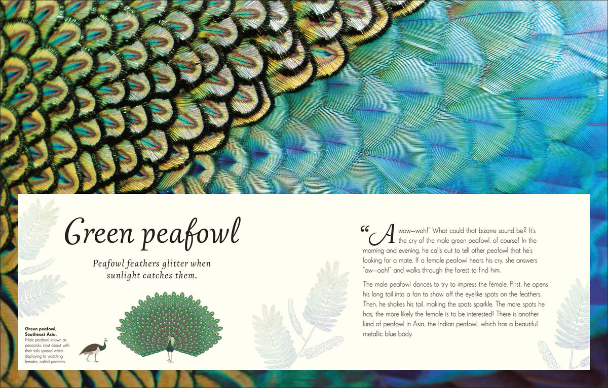 An Anthology of Birds