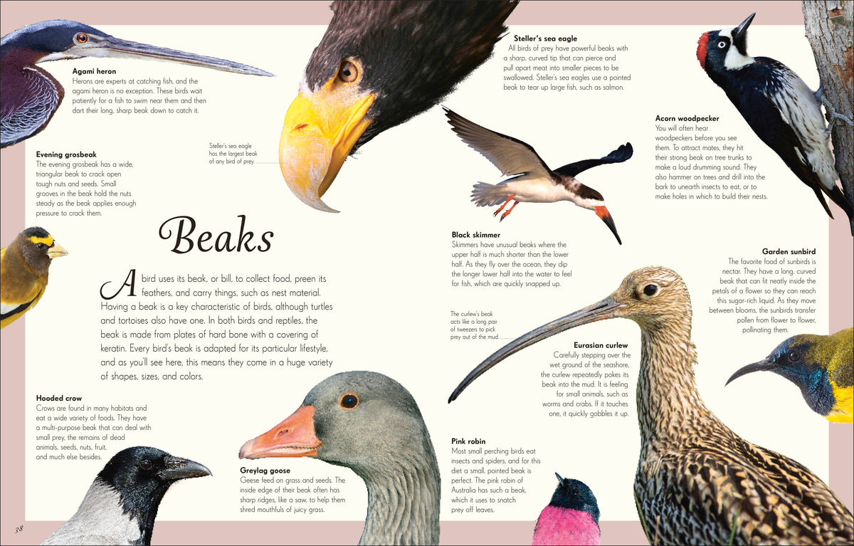 An Anthology of Birds
