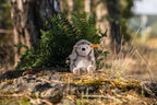 Hedgy Hedgehog