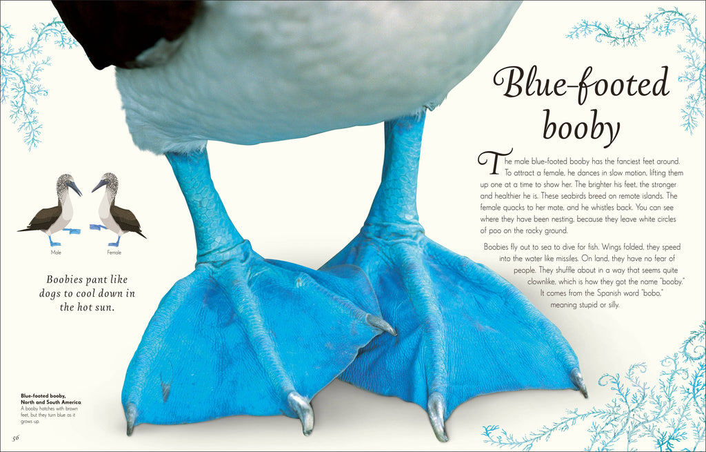 An Anthology of Birds