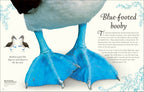 An Anthology of Birds