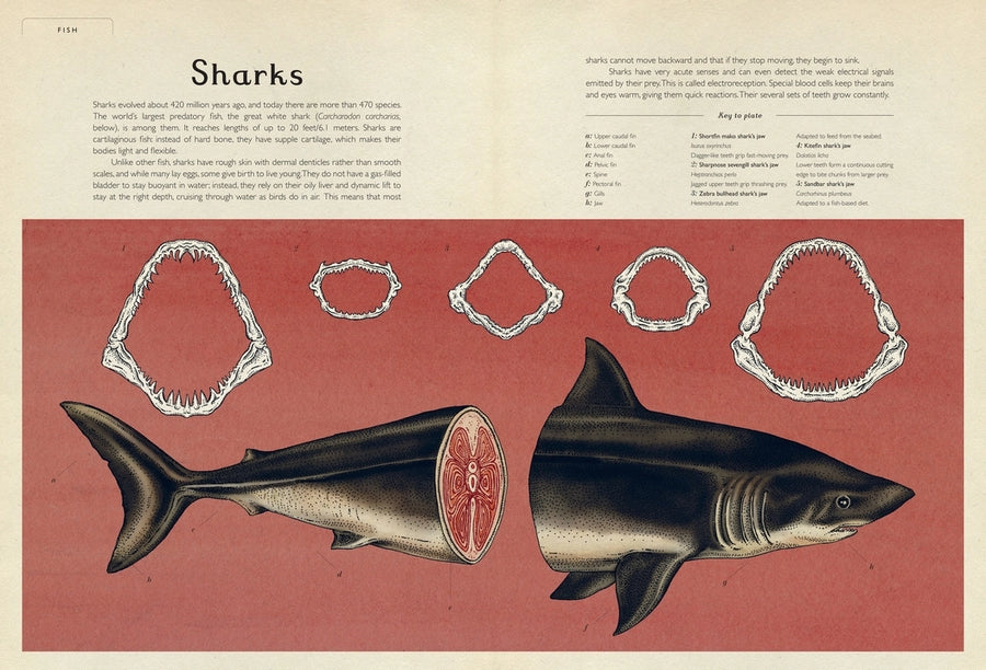 Animalium (Welcome to the Museum)