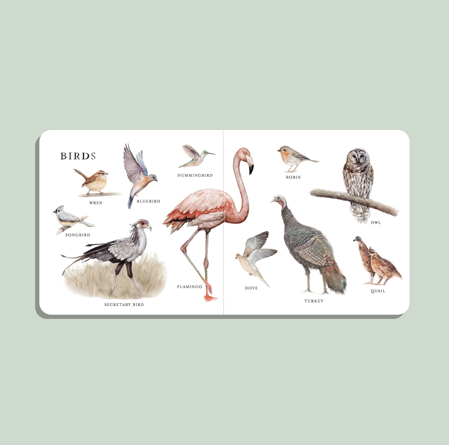 Our Big Board Book of Animals