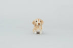 Little Felted Friends: Dachshund (A Needle-Felting Kit)