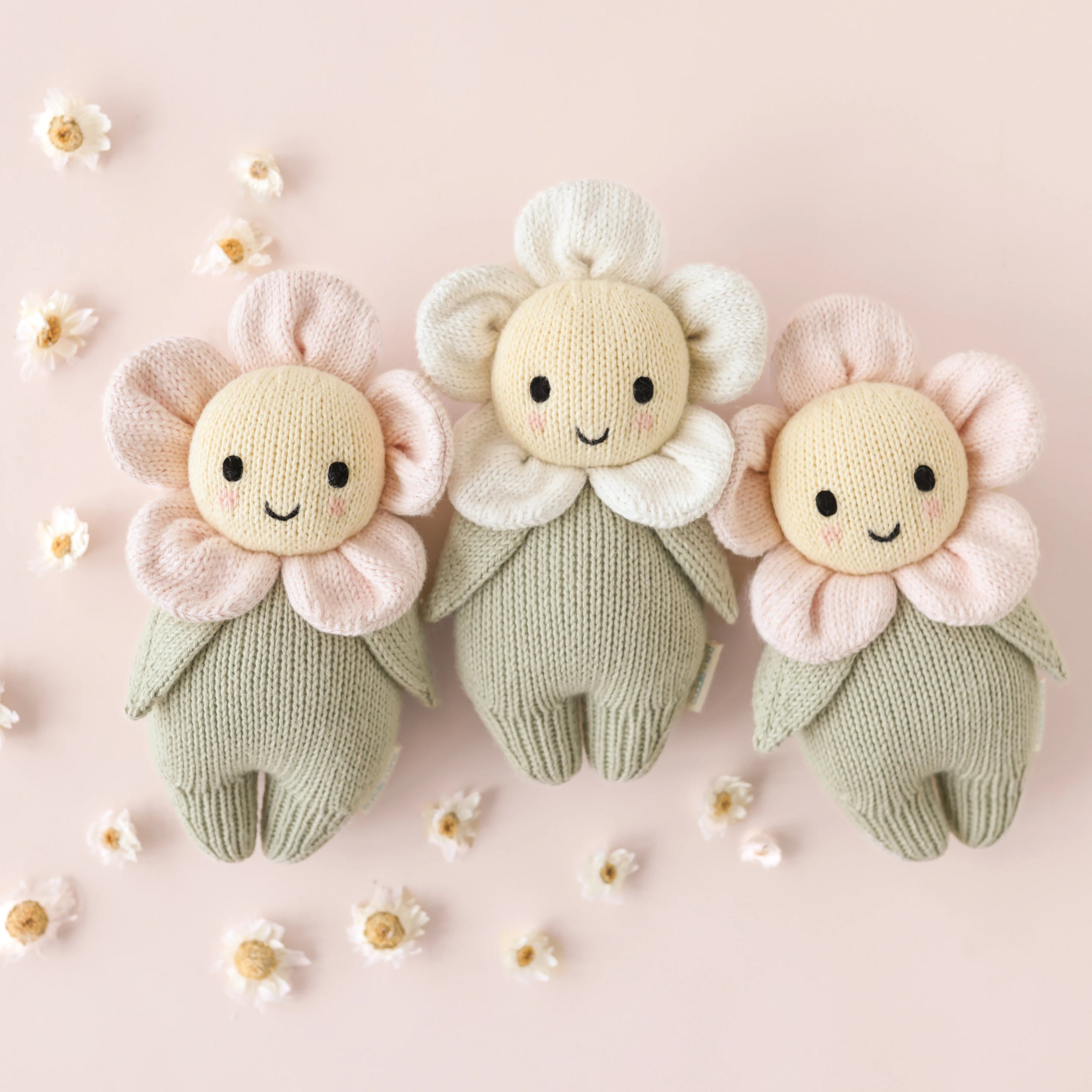 Blush Pink Baby Daisy