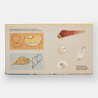 Shells... And What They Hide Inside