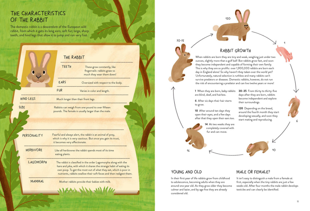 Rabbitology