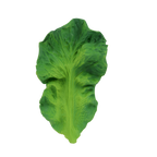 Kendall the Kale
