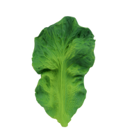 Kendall the kale deals